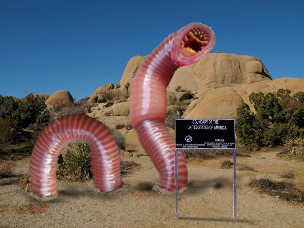 Черви в пустыне. Монгольский червь олгой хорхой. Пустыня Гоби олгой хорхой. Олгой-хорхой смертоносный червь Гоби.